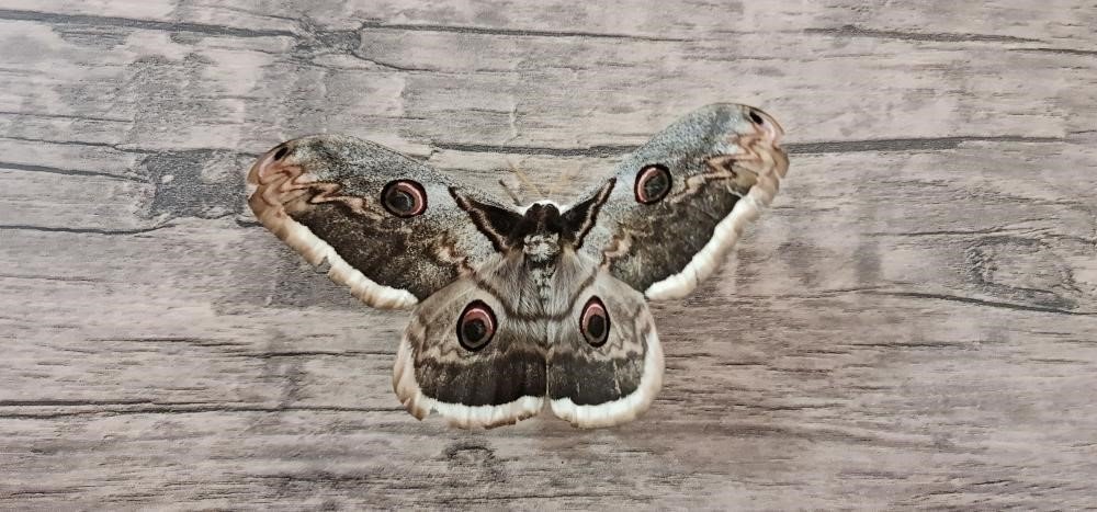 Tokat’ta dev Tavus güvesi görüldü