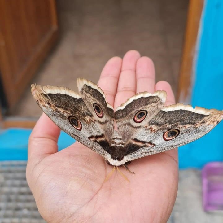 Tokat’ta dev Tavus güvesi görüldü