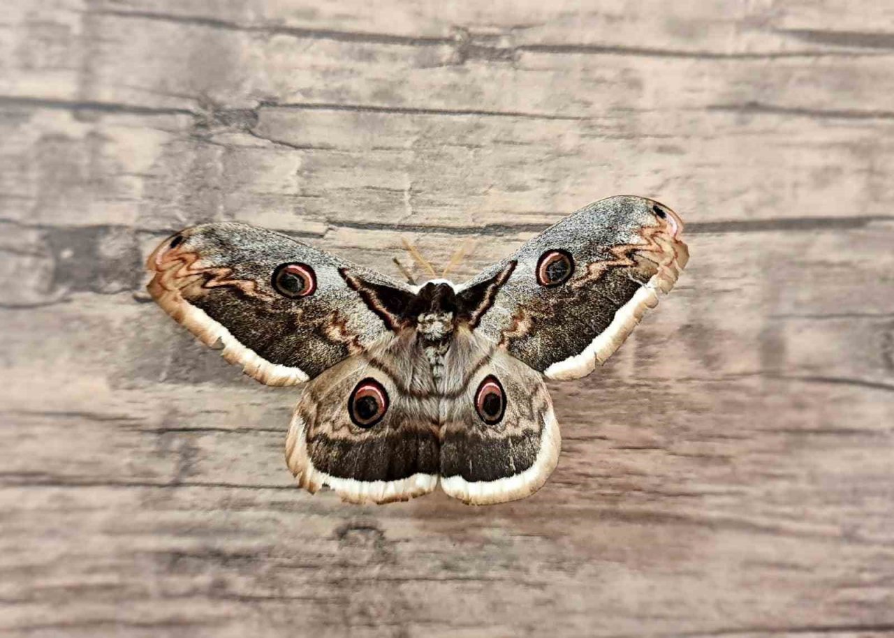 Tokat’ta dev Tavus güvesi görüldü