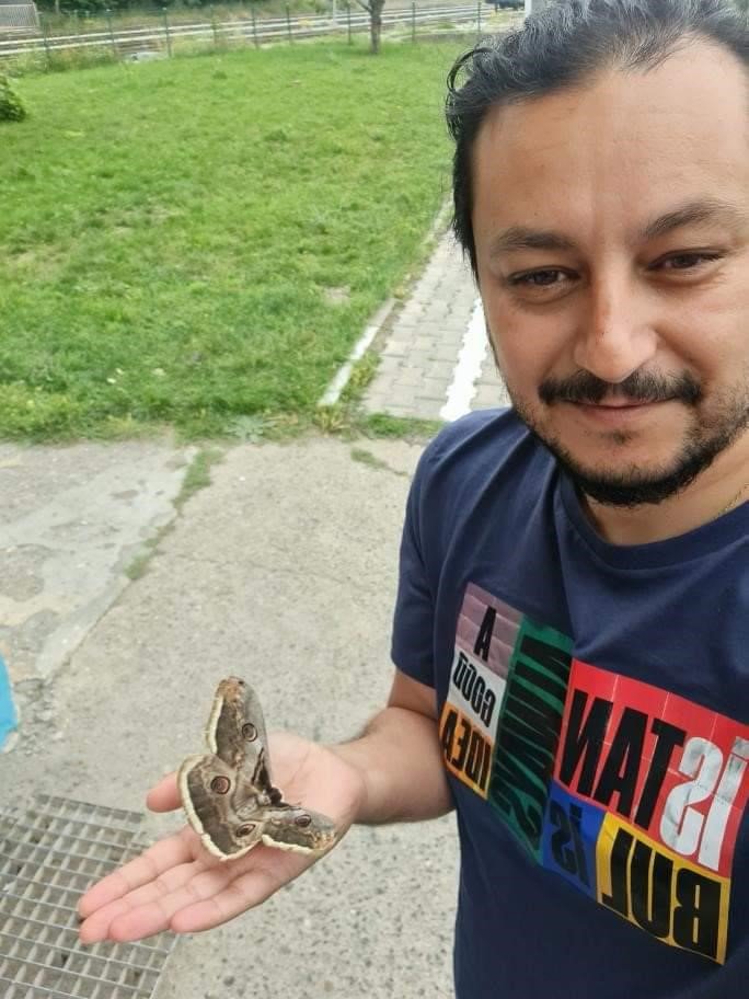 Tokat’ta dev Tavus güvesi görüldü