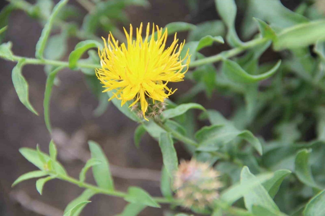 Koparmanın cezası 244 TL