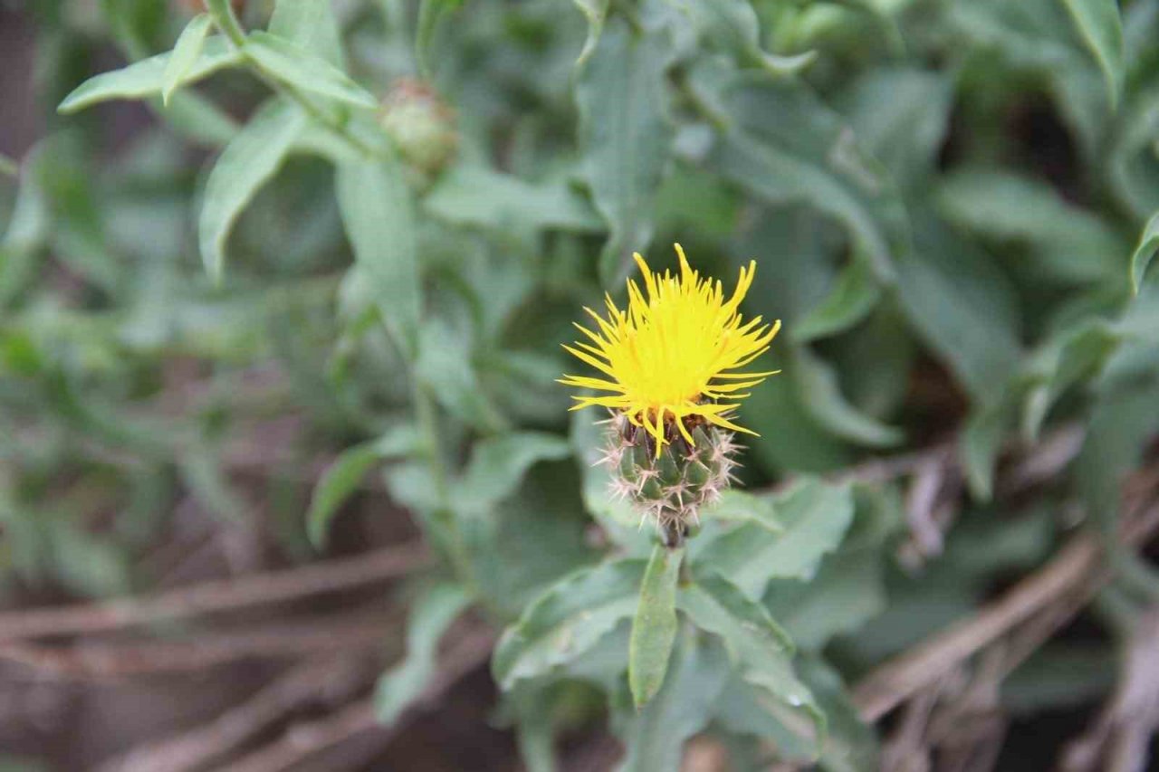 Koparmanın cezası 244 TL