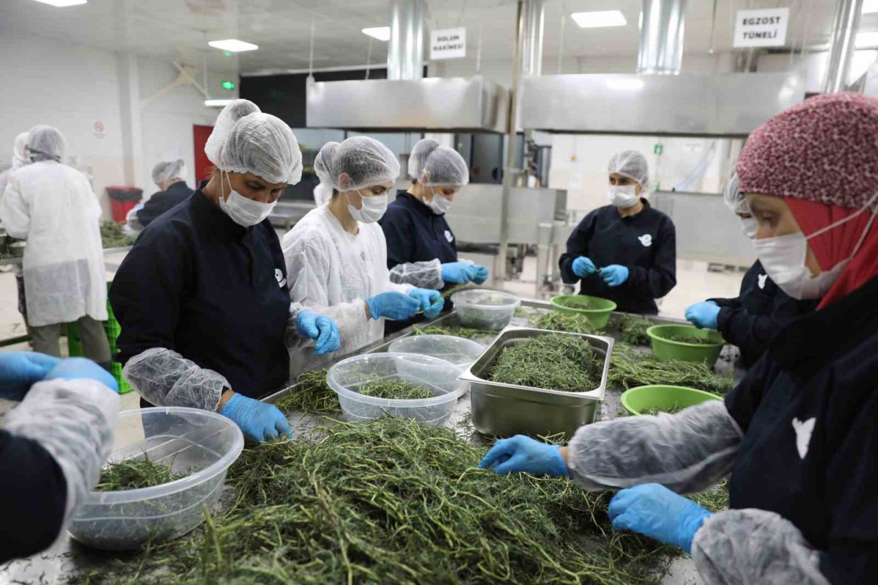 Efeler’in Tarımsal Ürün Fabrikası Türkiye’ye örnek oluyor