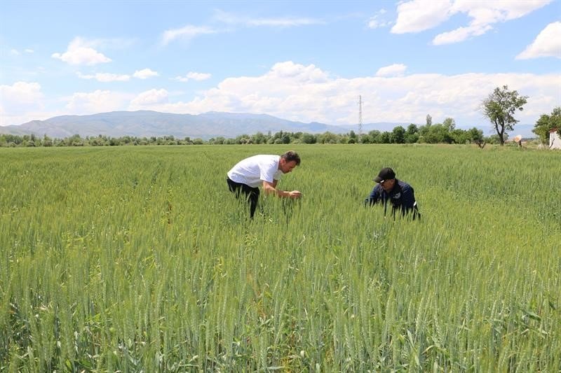 Bahar yağmurları çiftçinin yüzünü güldürdü