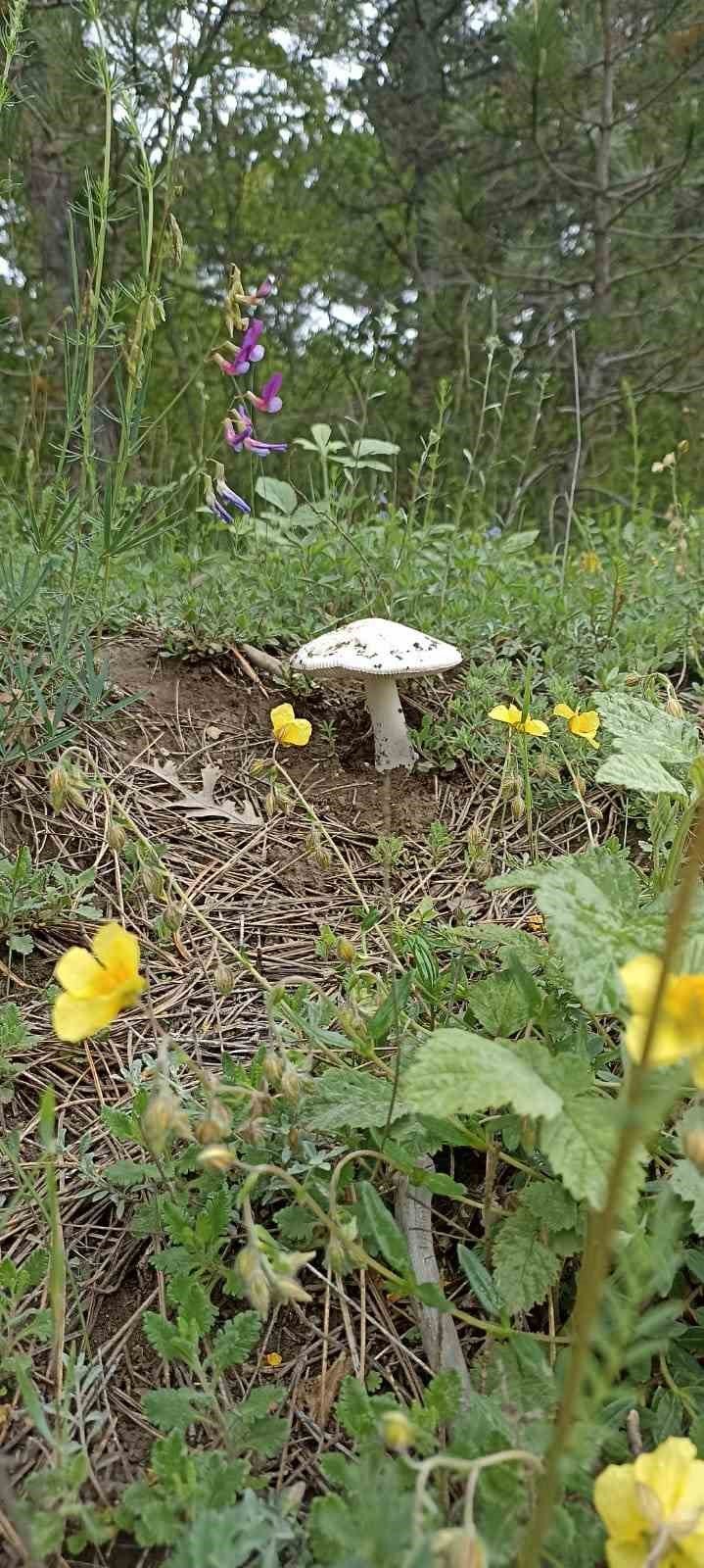 Mantar için 7 kilometre yürüdüler