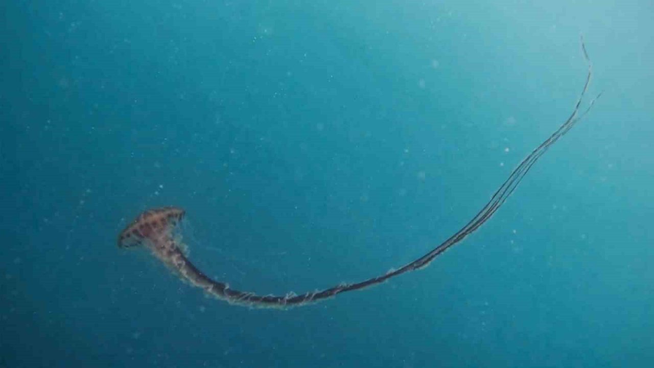 İstanbul’da 4 metrelik zehirli denizanası böyle görüntülendi