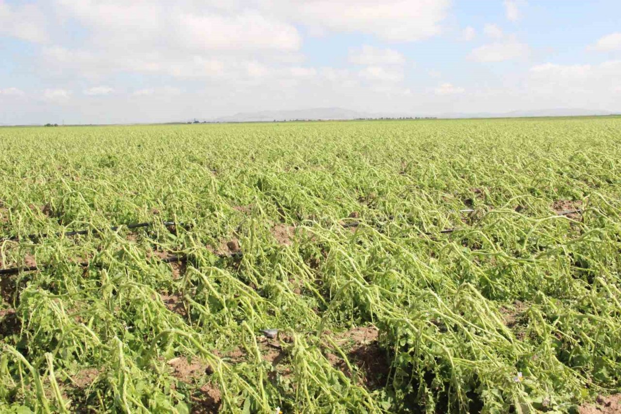 Karaman’da dolu ekili arazilere zarar verdi, tarlalar kış mevsimi gibi beyaza büründü