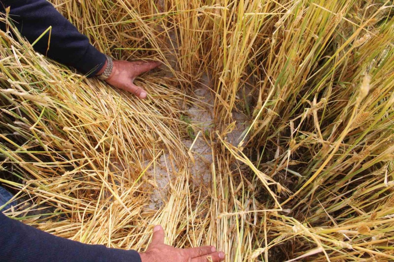 Karaman’da dolu ekili arazilere zarar verdi, tarlalar kış mevsimi gibi beyaza büründü