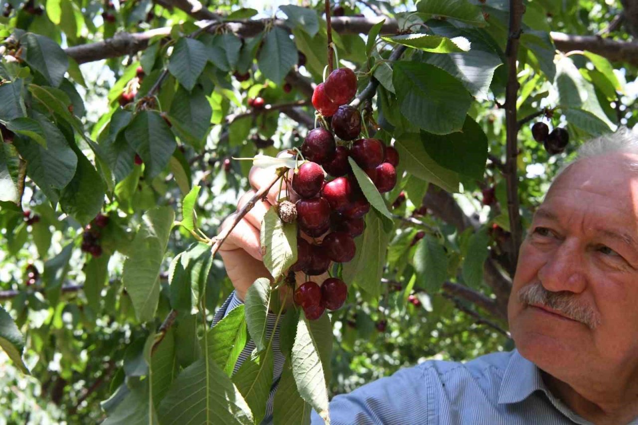 Kiraz yarışmasının ödülleri belli oldu
