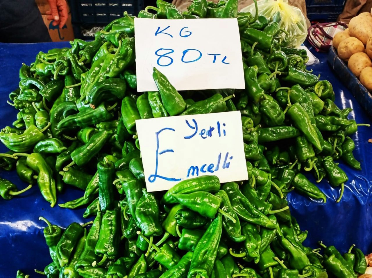 Ege’nin İsot’unda hasat başladı