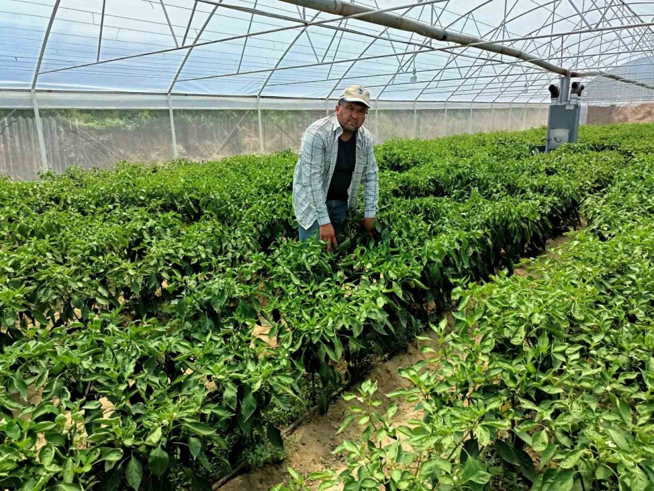 Ege’nin İsot’unda hasat başladı