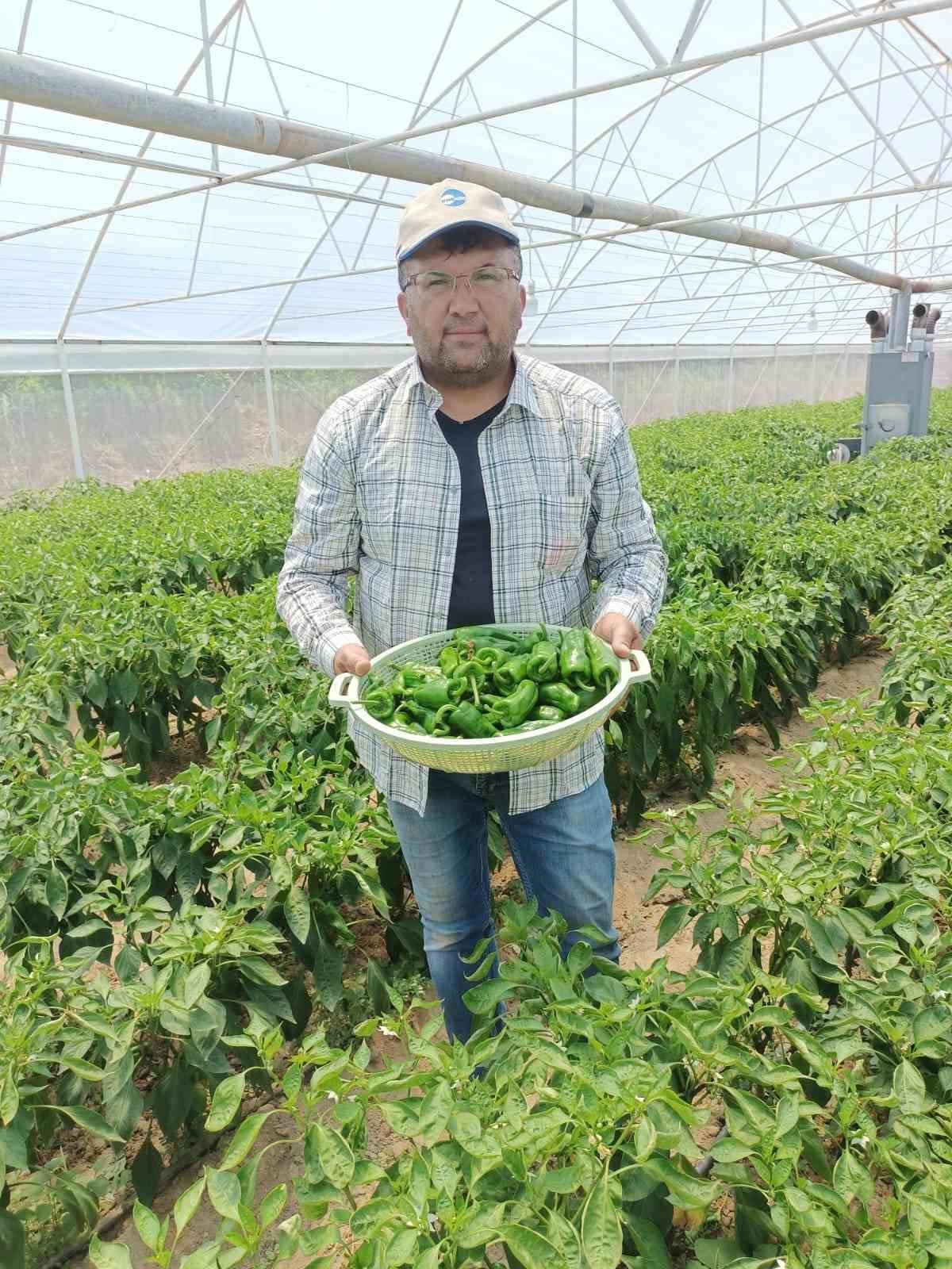 Ege’nin İsot’unda hasat başladı