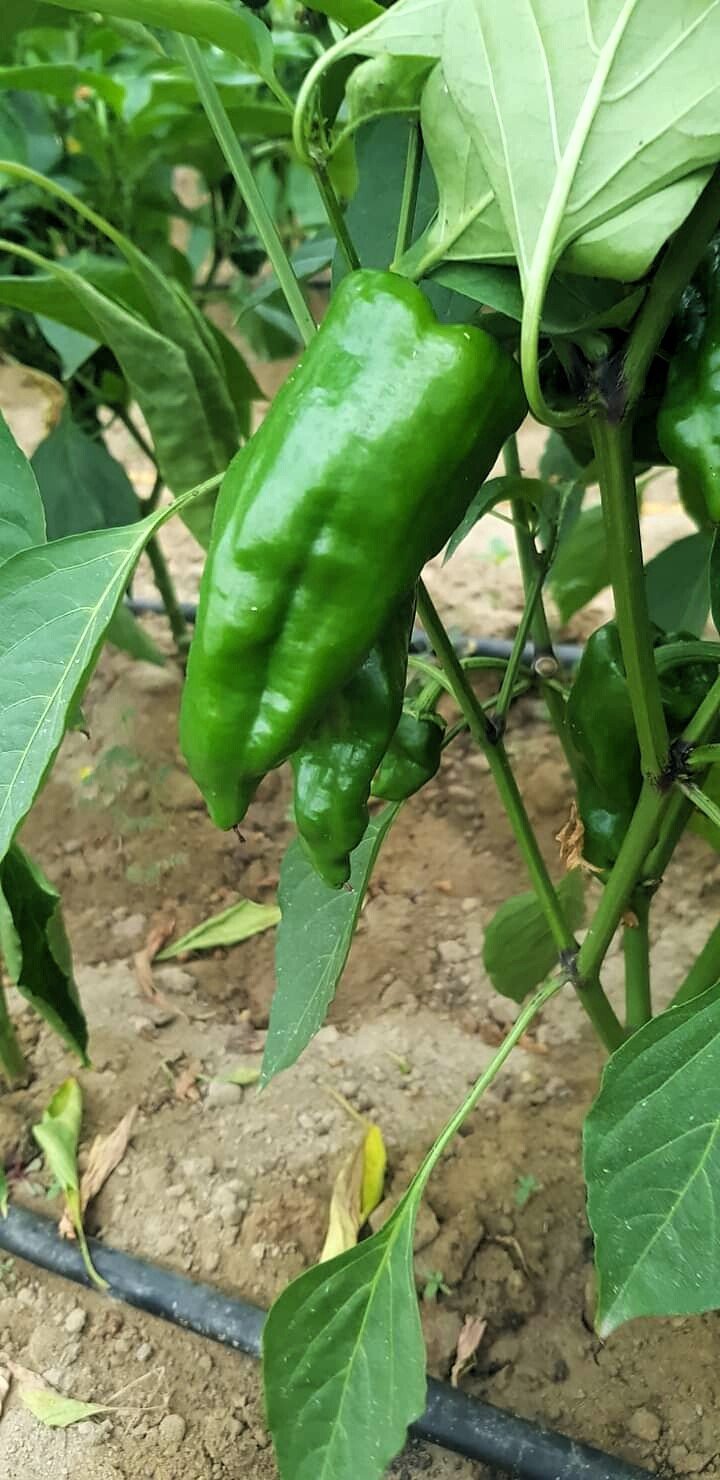 Ege’nin İsot’unda hasat başladı