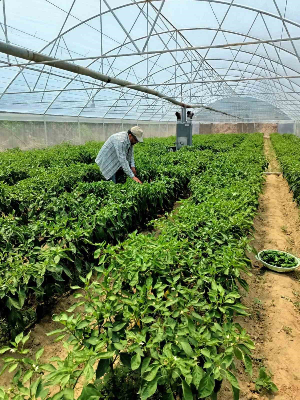 Ege’nin İsot’unda hasat başladı