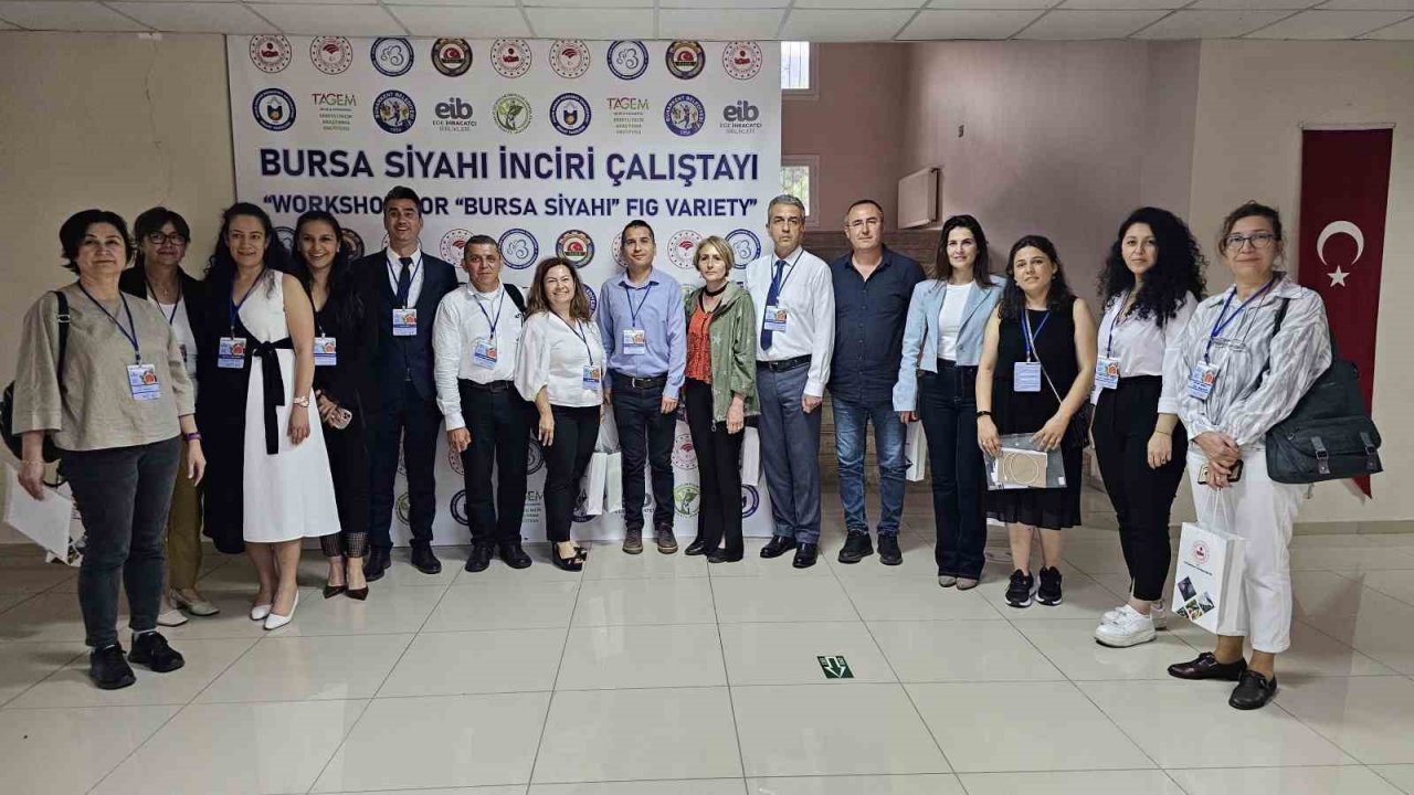 Taze incirde erkenciliği ile Buharkent rakip tanımıyor