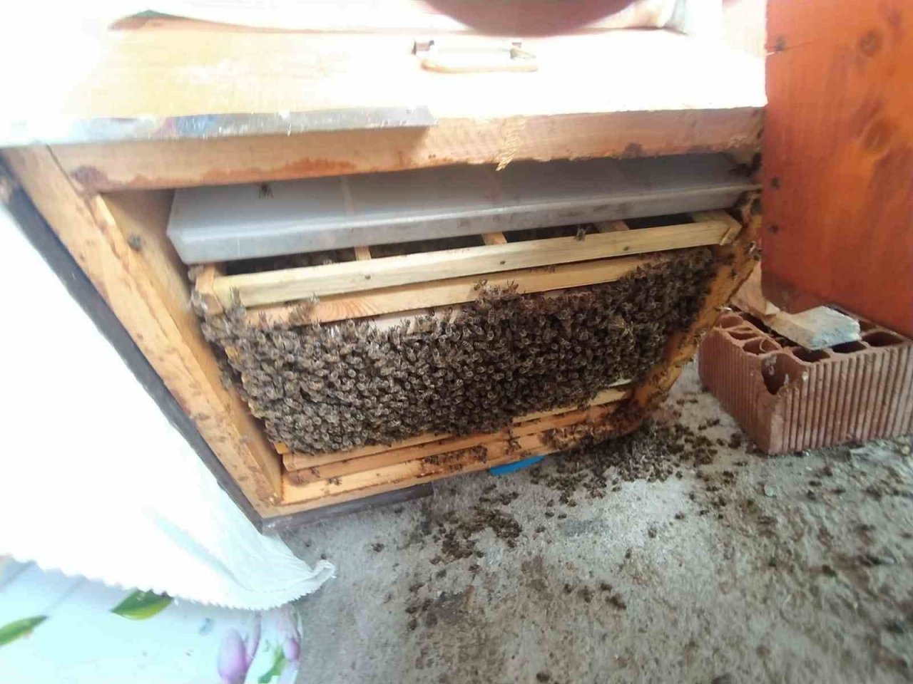 Tüm tedbirler ayıyı durdurmadı, kovanları parçalayan ayı geride pençe izlerini bıraktı