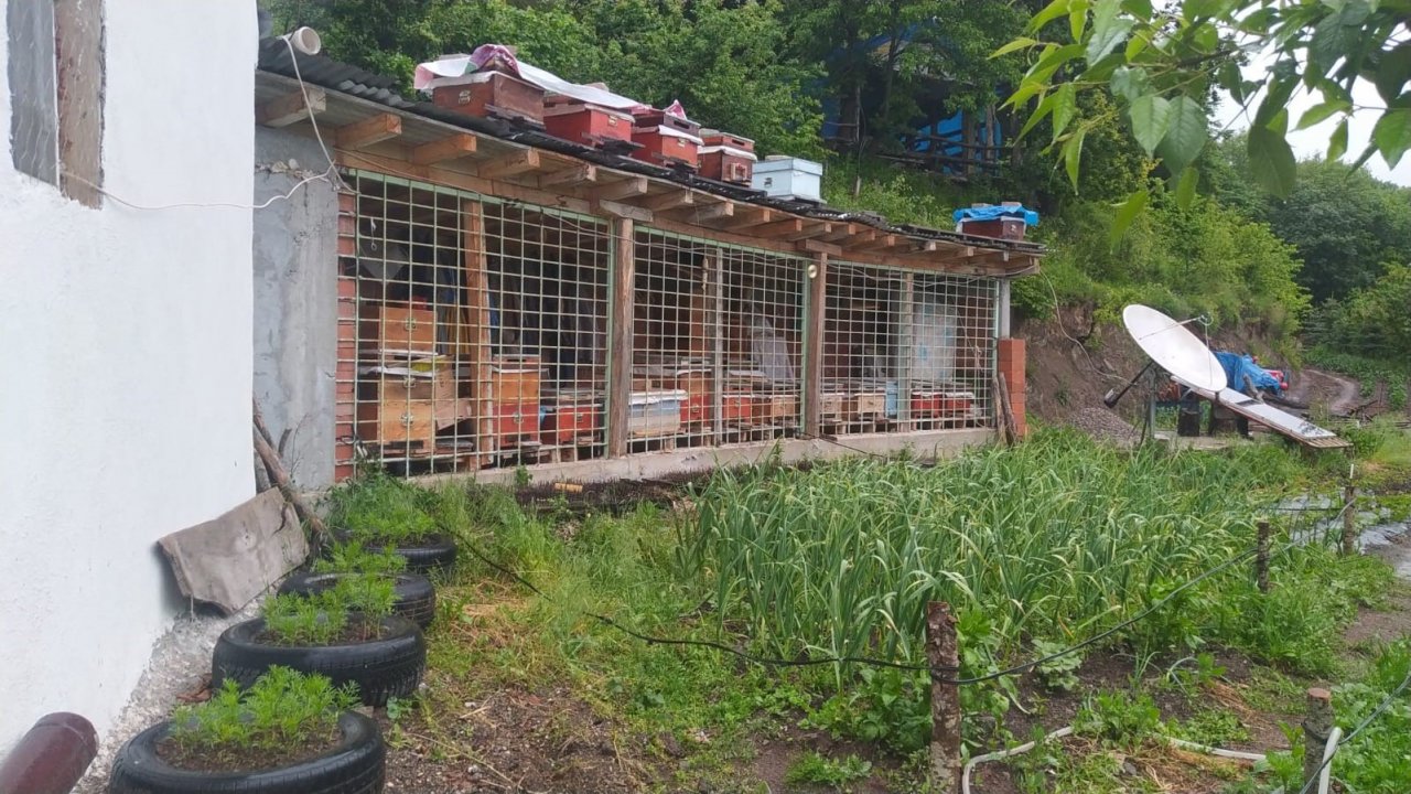 Tüm tedbirler ayıyı durdurmadı, kovanları parçalayan ayı geride pençe izlerini bıraktı