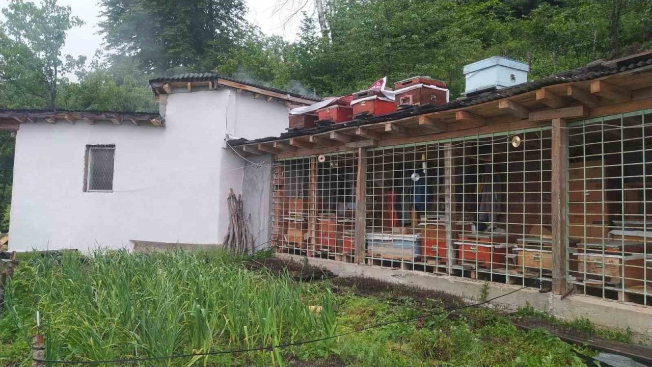 Tüm tedbirler ayıyı durdurmadı, kovanları parçalayan ayı geride pençe izlerini bıraktı