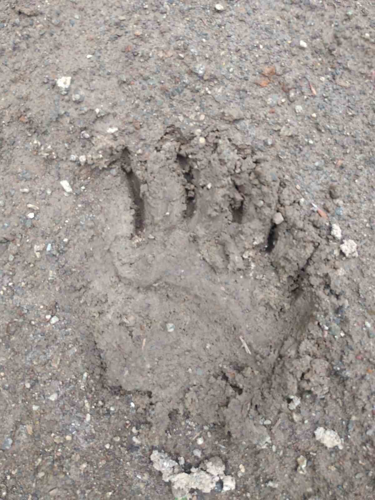 Tüm tedbirler ayıyı durdurmadı, kovanları parçalayan ayı geride pençe izlerini bıraktı