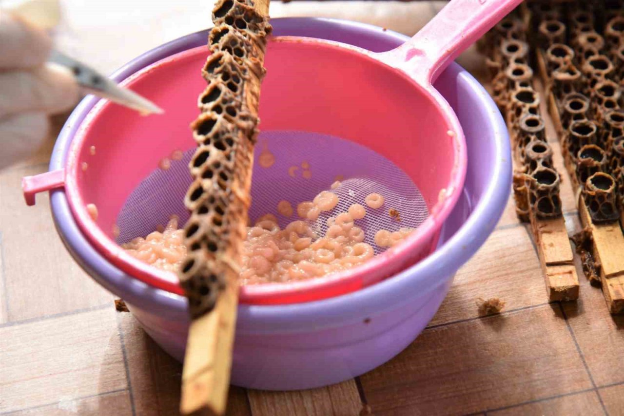 ’Beyaz altın’ın kilosu 15 bin liradan satılıyor