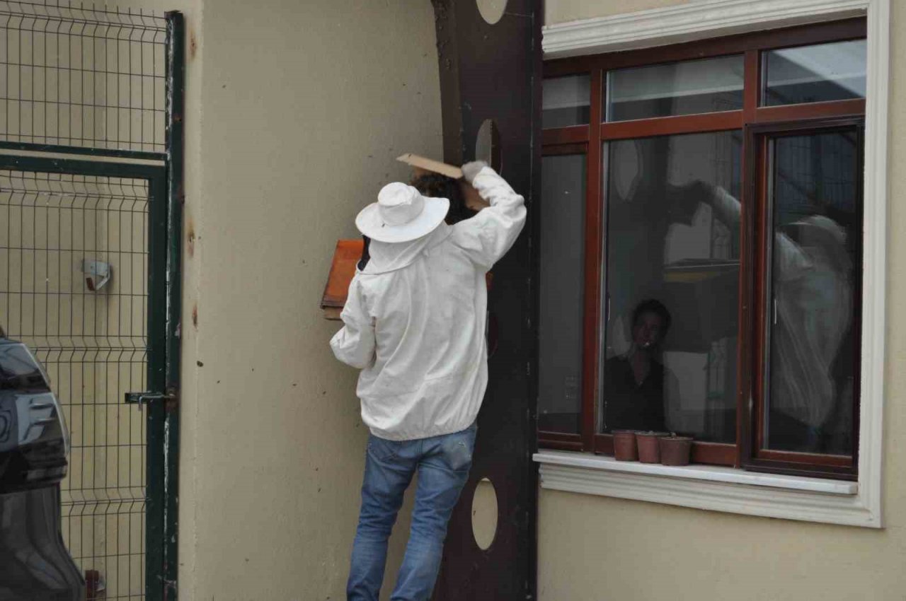 Kaçan kraliçe arı yüzlerce arıyı beraberinde getirdi