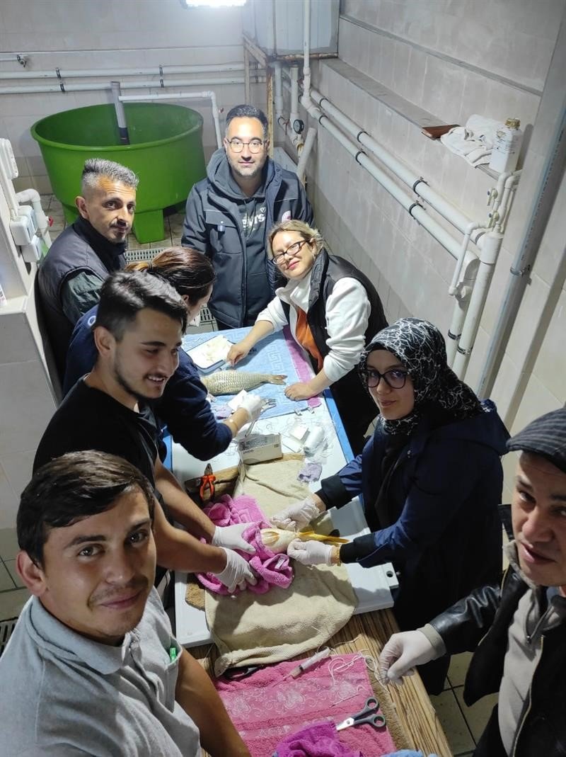 Anaç pullu sazan balıklarının sağımları başladı