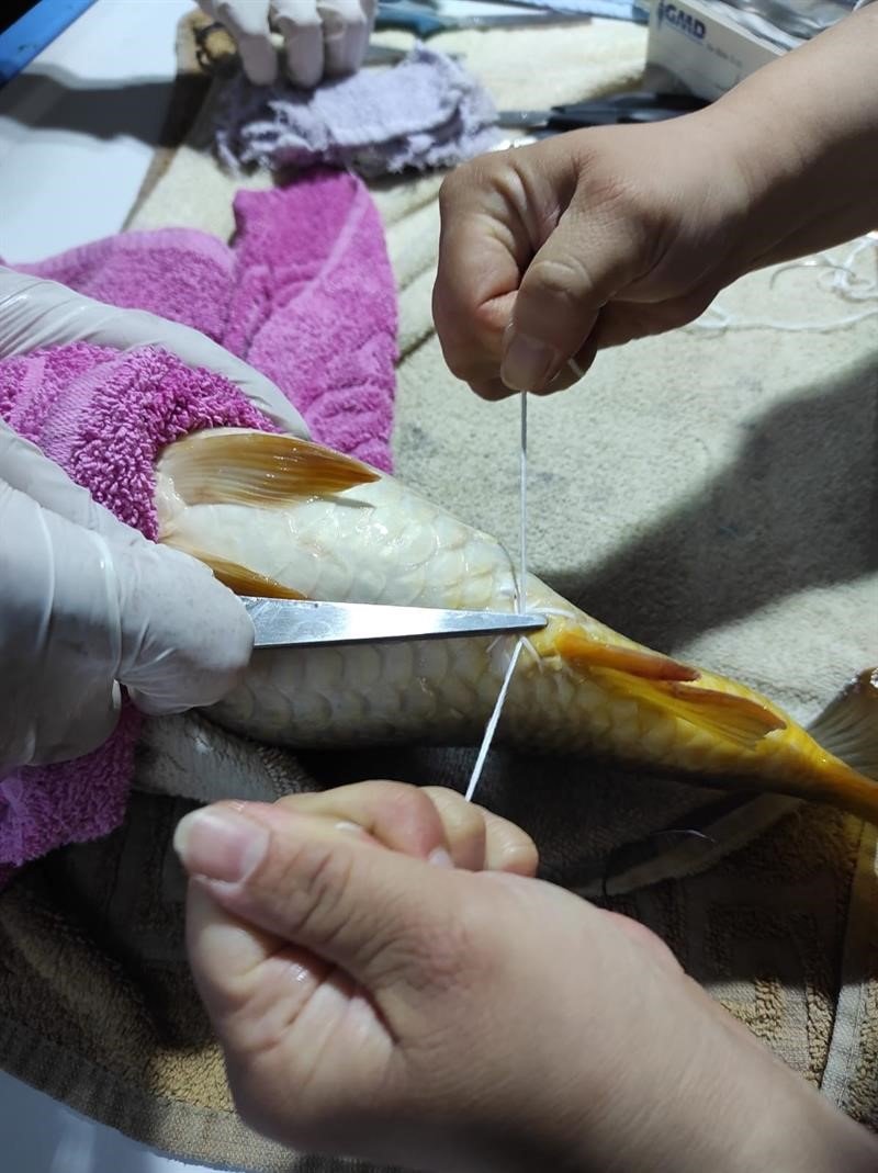 Anaç pullu sazan balıklarının sağımları başladı