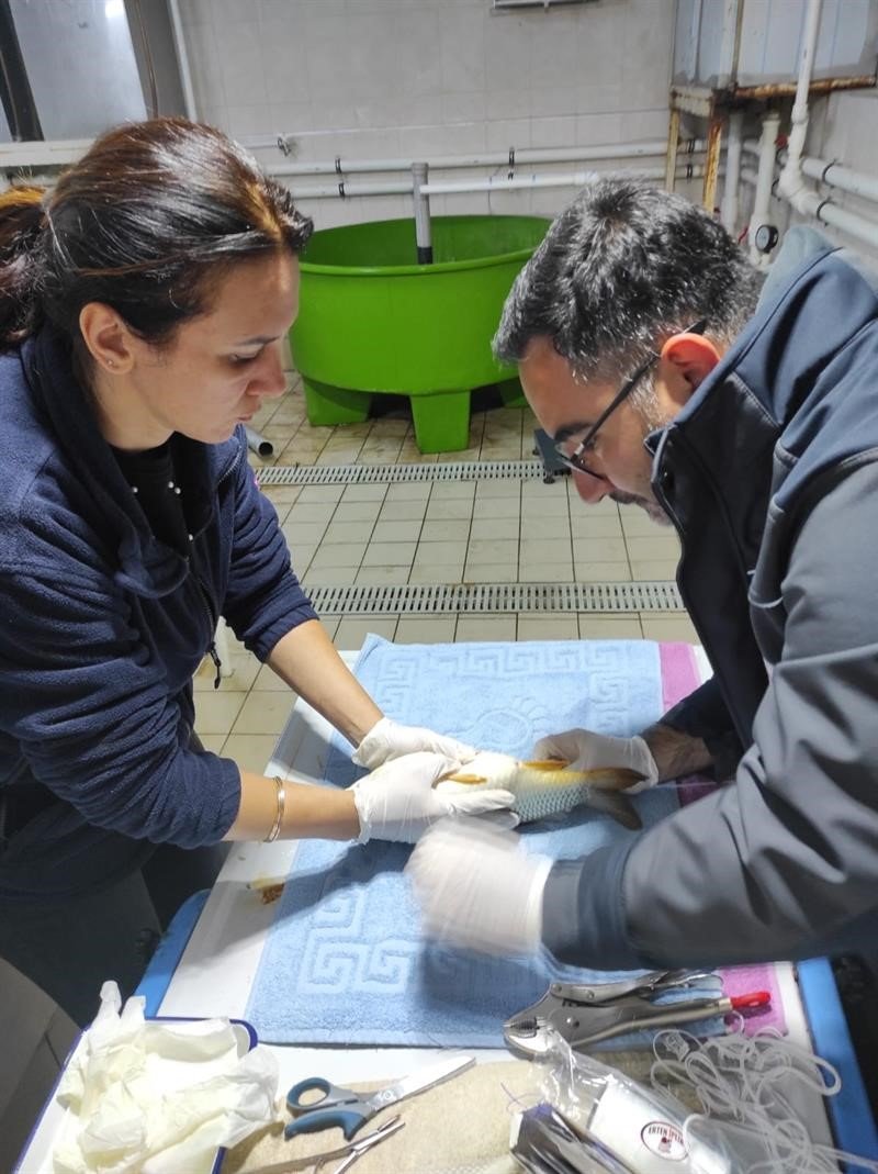 Anaç pullu sazan balıklarının sağımları başladı