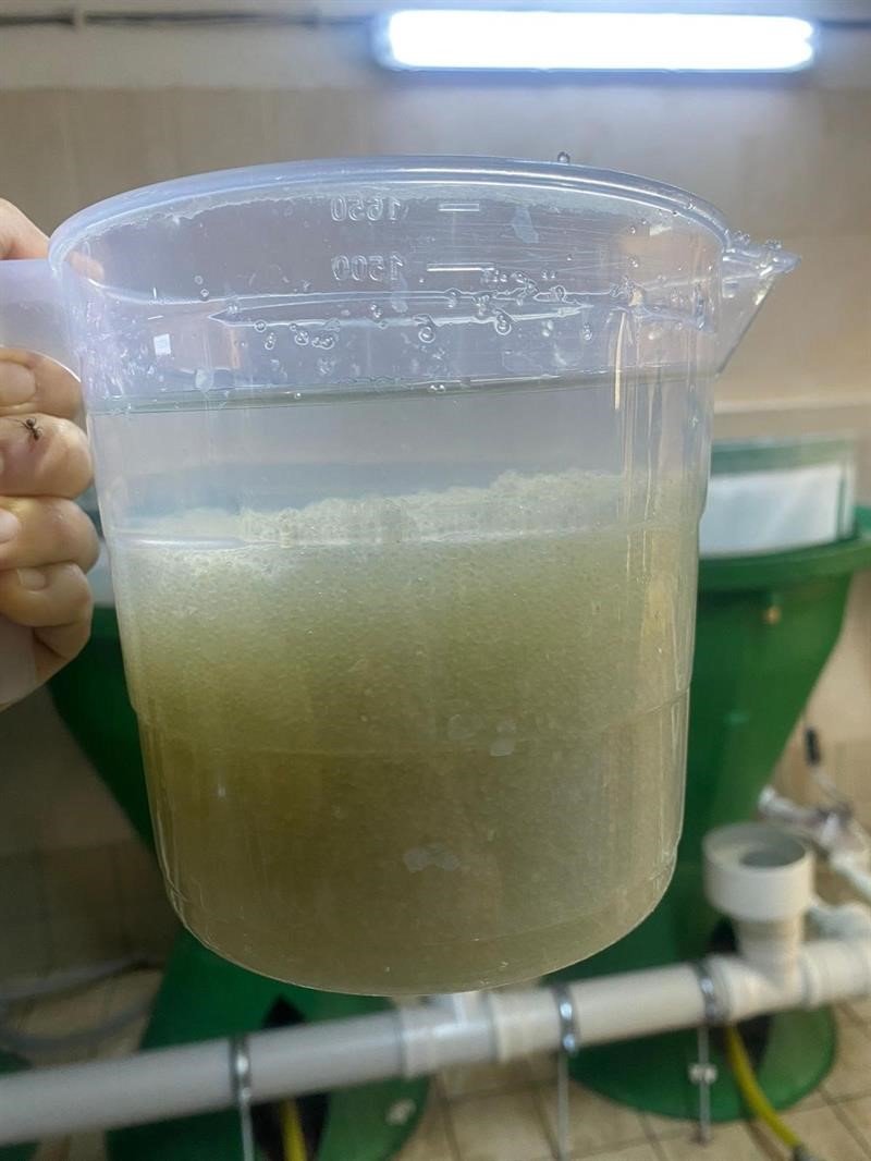 Anaç pullu sazan balıklarının sağımları başladı