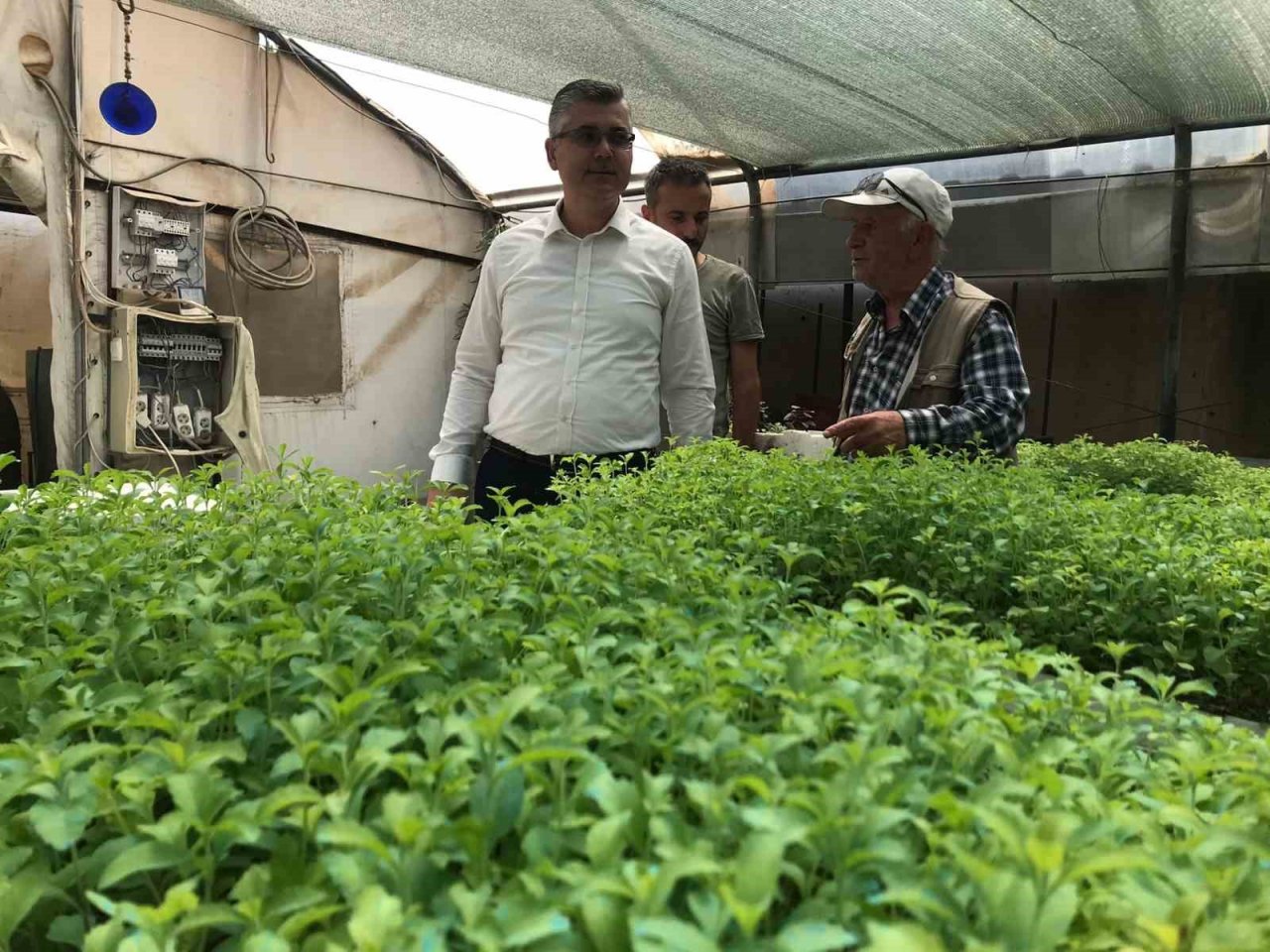 Stevia bitkisi, başta Amerika Birleşik Devletleri başta olmak üzere ihraç edilmeye başlandı