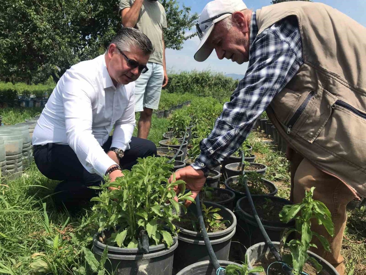 Stevia bitkisi, başta Amerika Birleşik Devletleri başta olmak üzere ihraç edilmeye başlandı