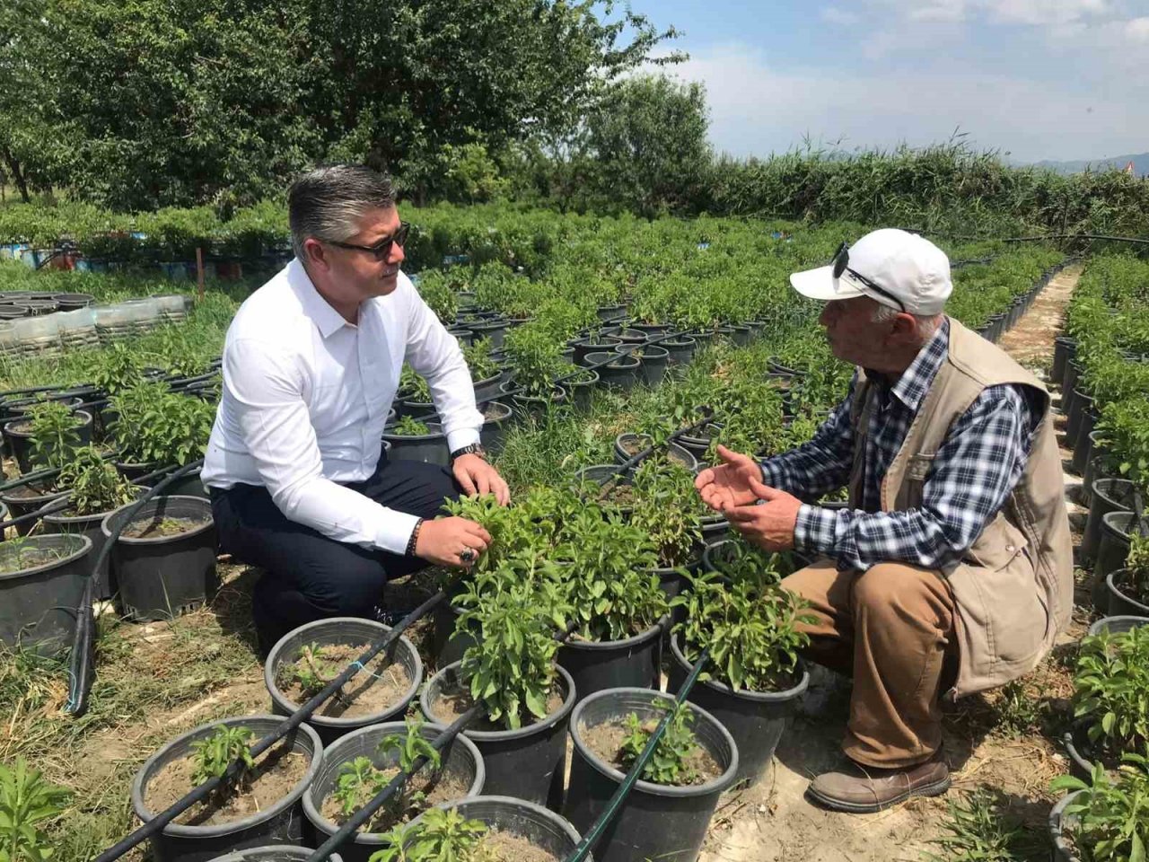 Stevia bitkisi, başta Amerika Birleşik Devletleri başta olmak üzere ihraç edilmeye başlandı