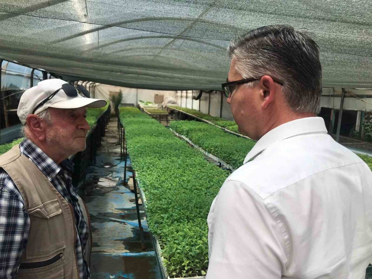 Stevia bitkisi, başta Amerika Birleşik Devletleri başta olmak üzere ihraç edilmeye başlandı