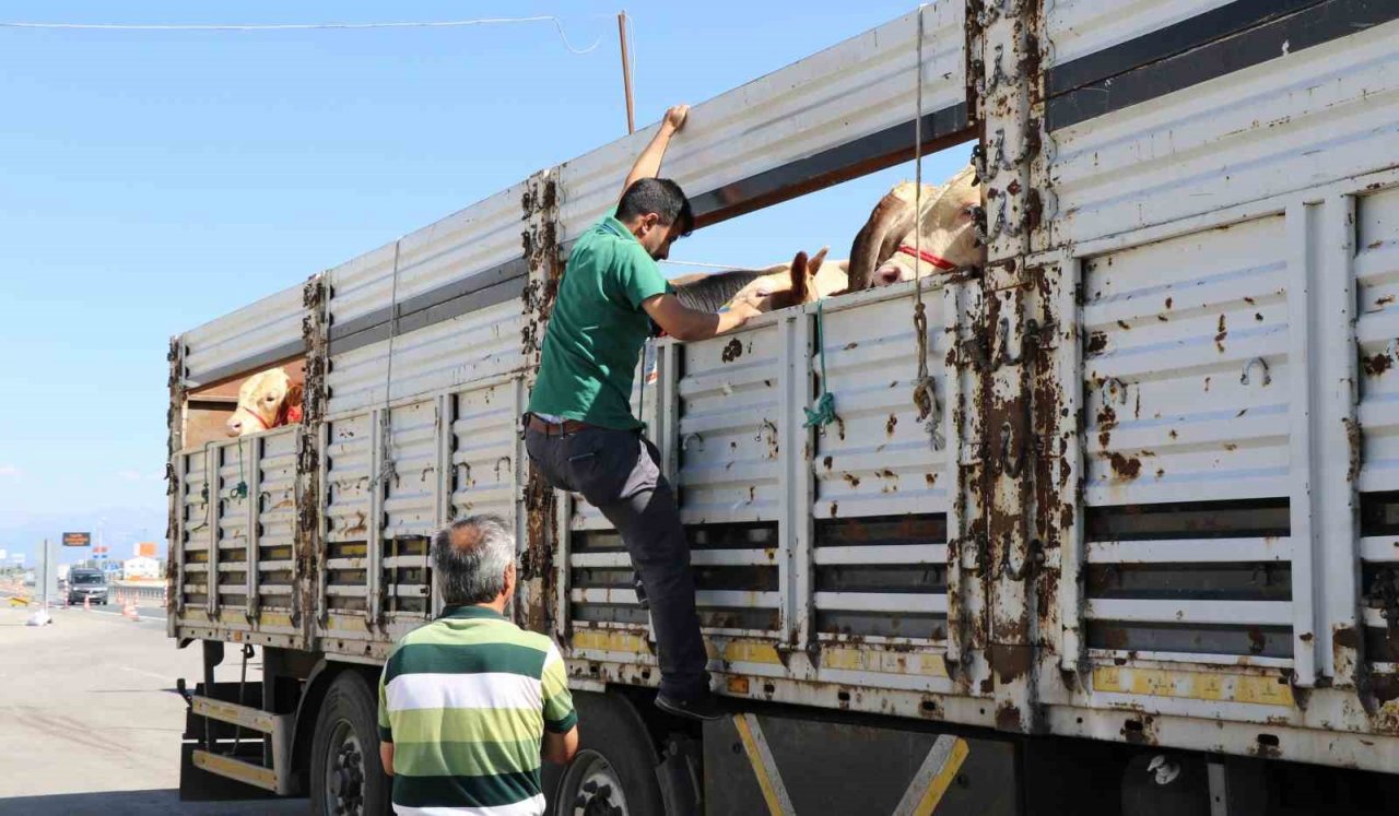 Doğu’da kurbanlık sevkiyatına sıkı denetim