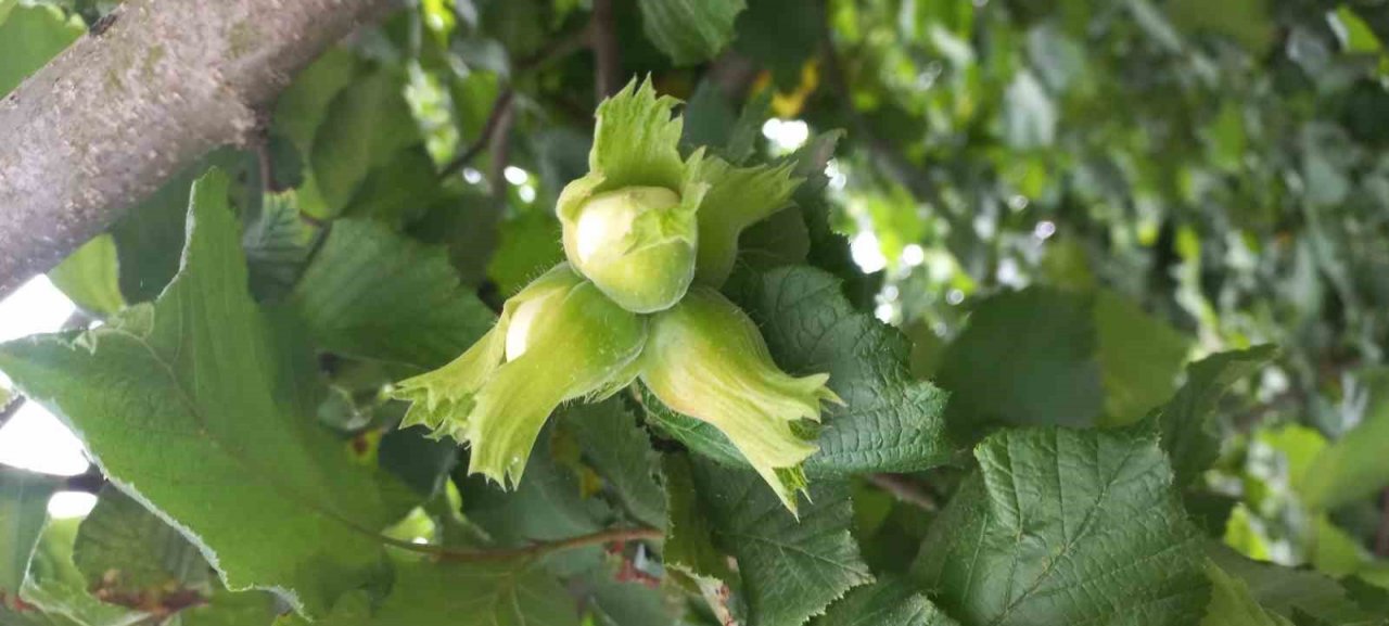 Fındıkta verimi ve kaliteyi düşüren hastalık