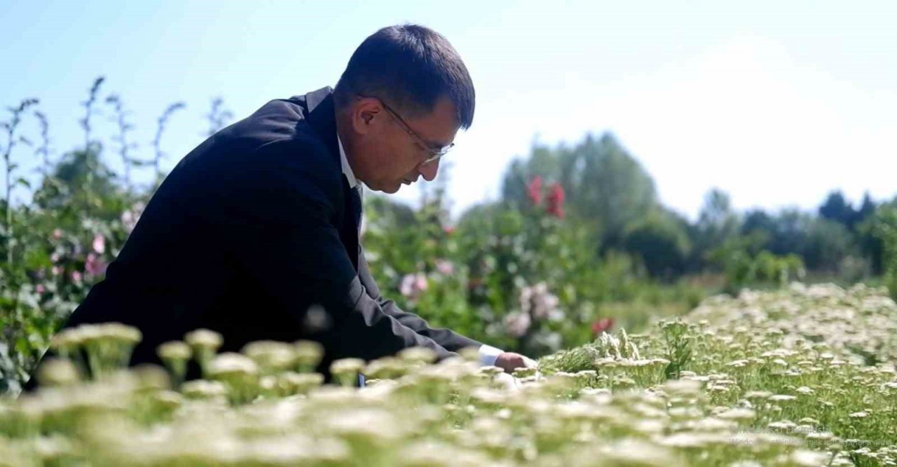 Kozmetik ve ilaç sanayiinin bitkileri Edirne’de yetiştiriliyor