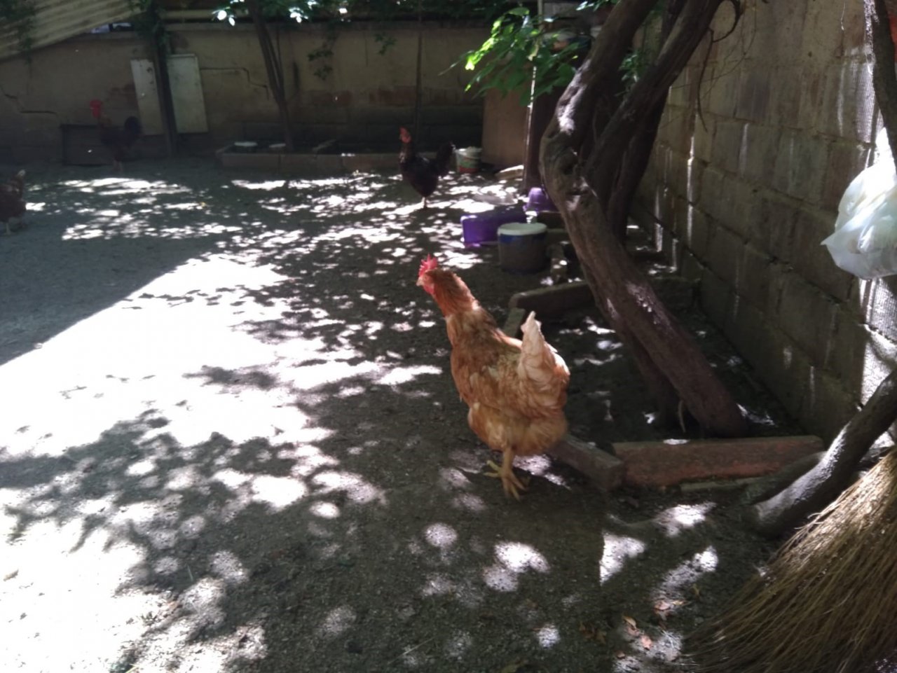 Elazığ’da tavuğun yaptığı mini yumurta şaşırttı