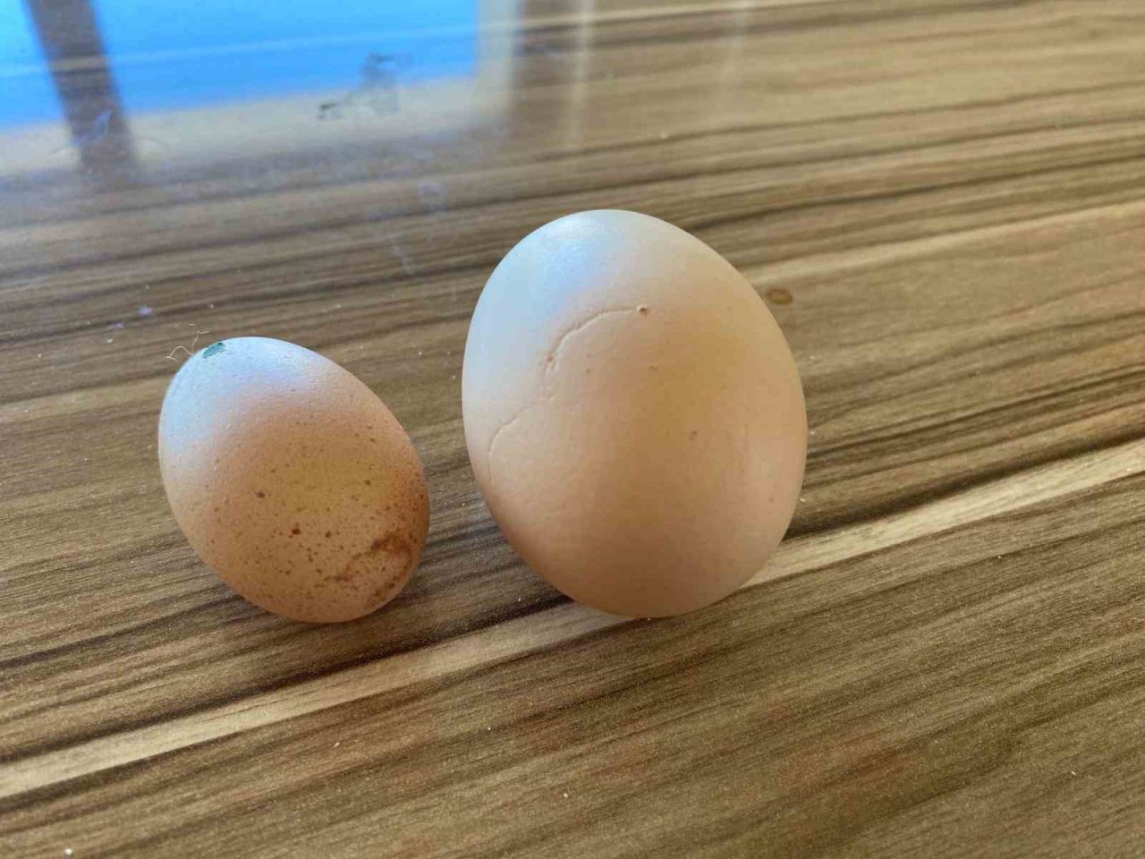 Elazığ’da tavuğun yaptığı mini yumurta şaşırttı