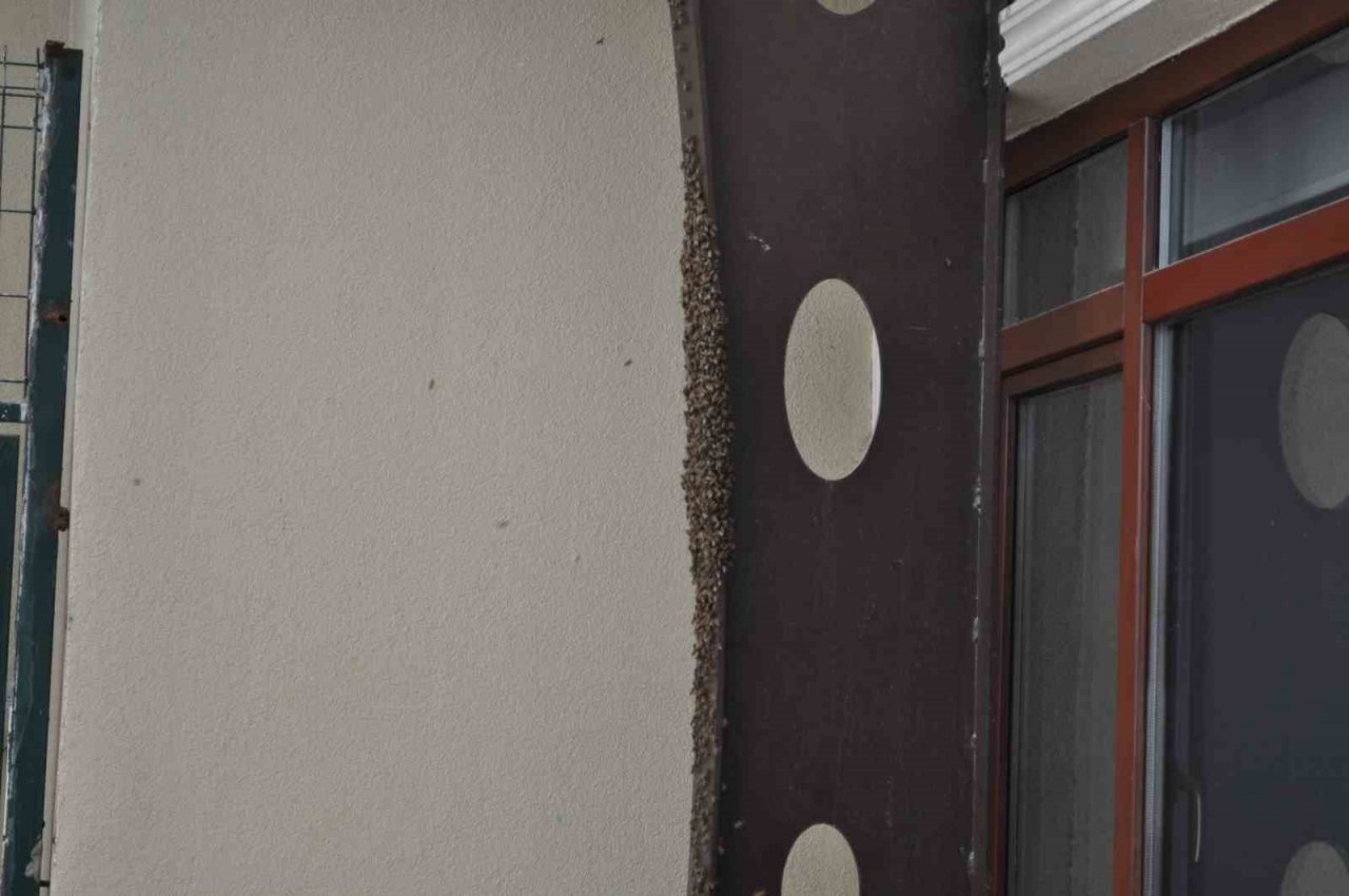 Kaçan kraliçe arı yüzlerce arıyı beraberinde getirdi