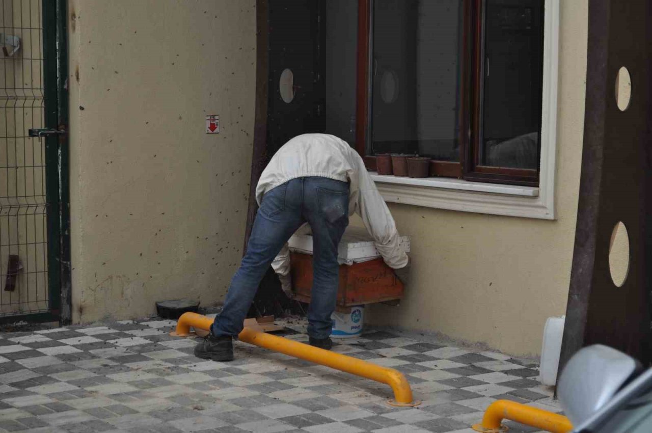 Kaçan kraliçe arı yüzlerce arıyı beraberinde getirdi