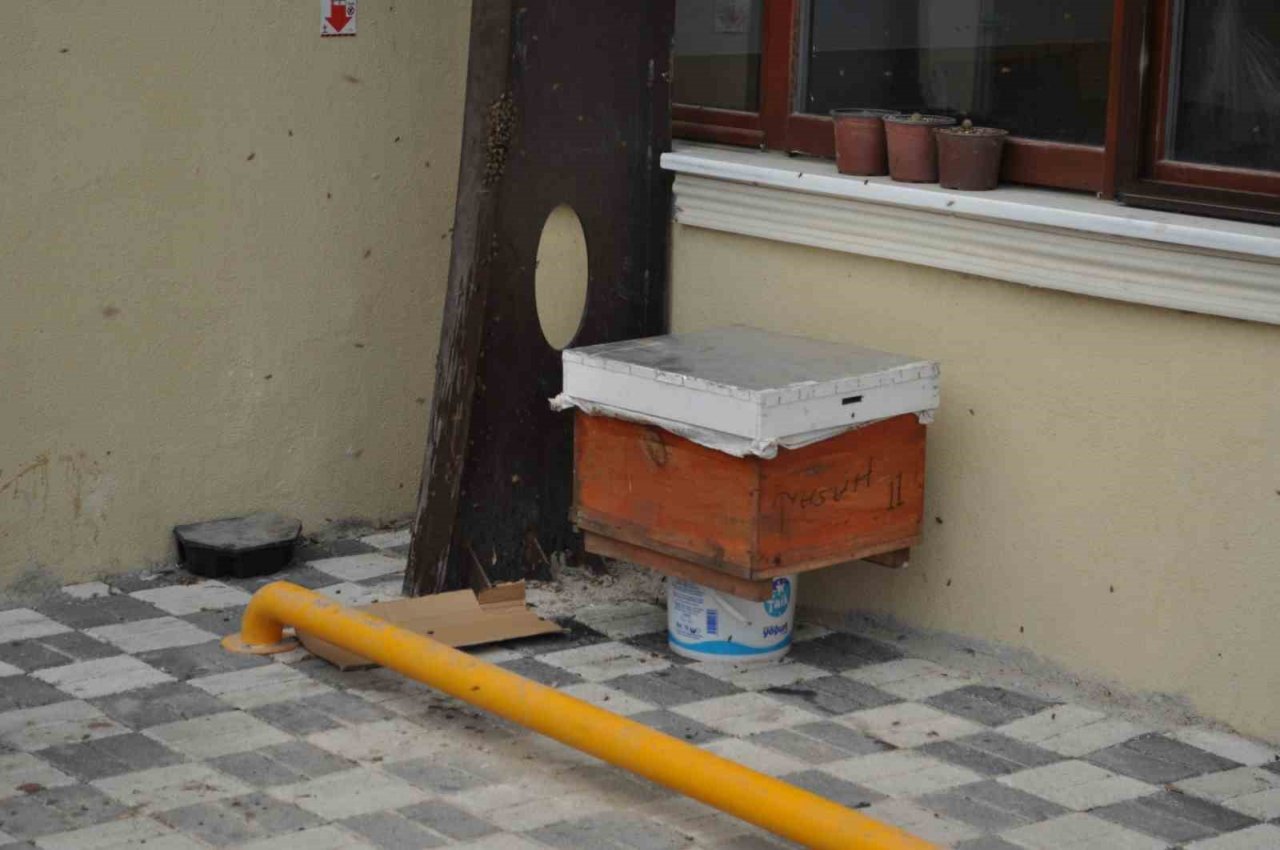 Kaçan kraliçe arı yüzlerce arıyı beraberinde getirdi