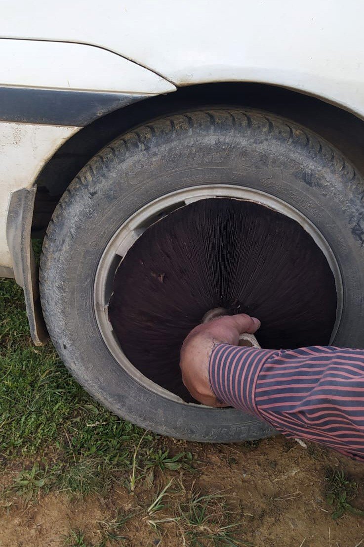 Bu mantar tam 36 santimetre genişliğinde