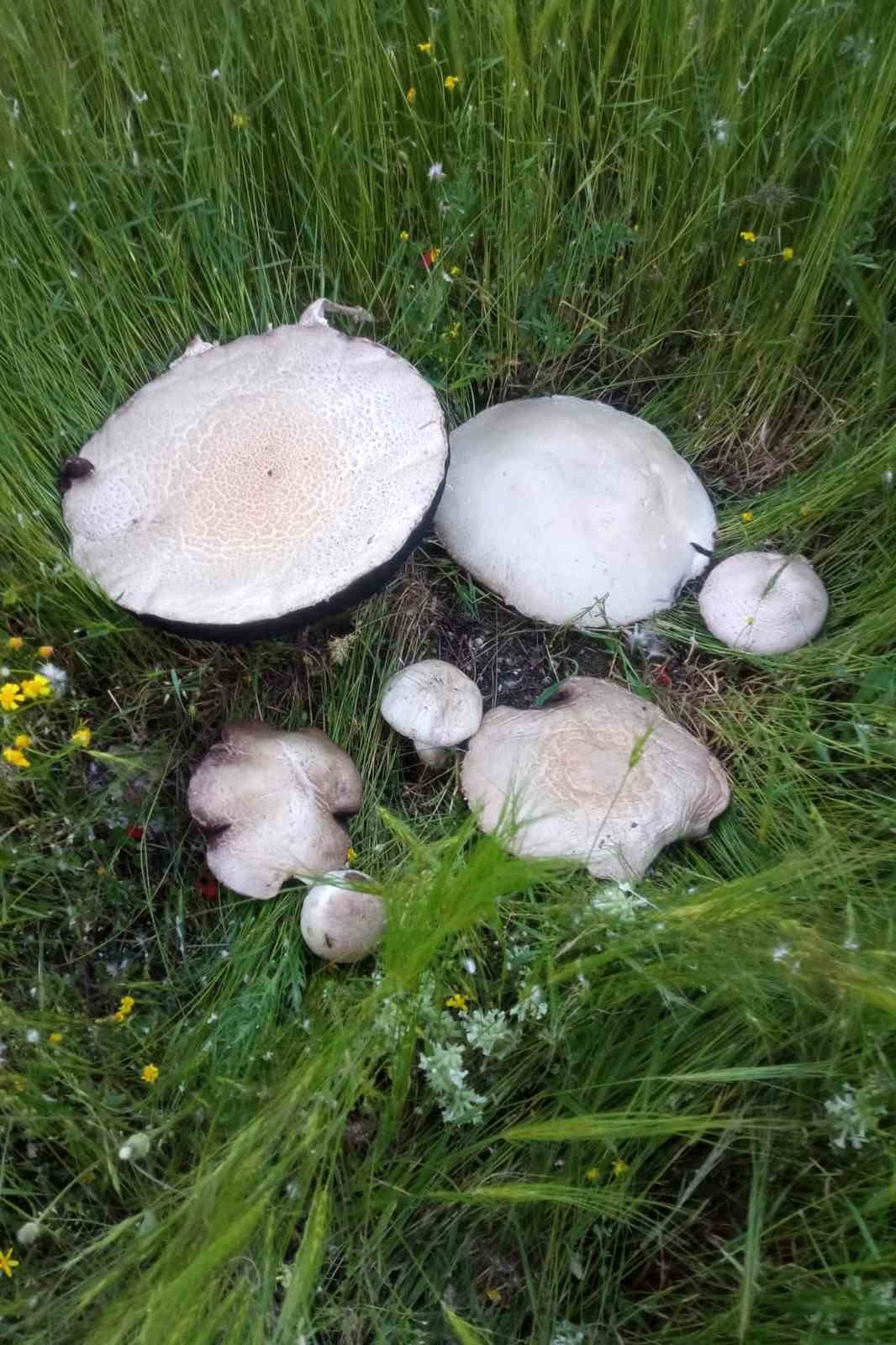 Bu mantar tam 36 santimetre genişliğinde