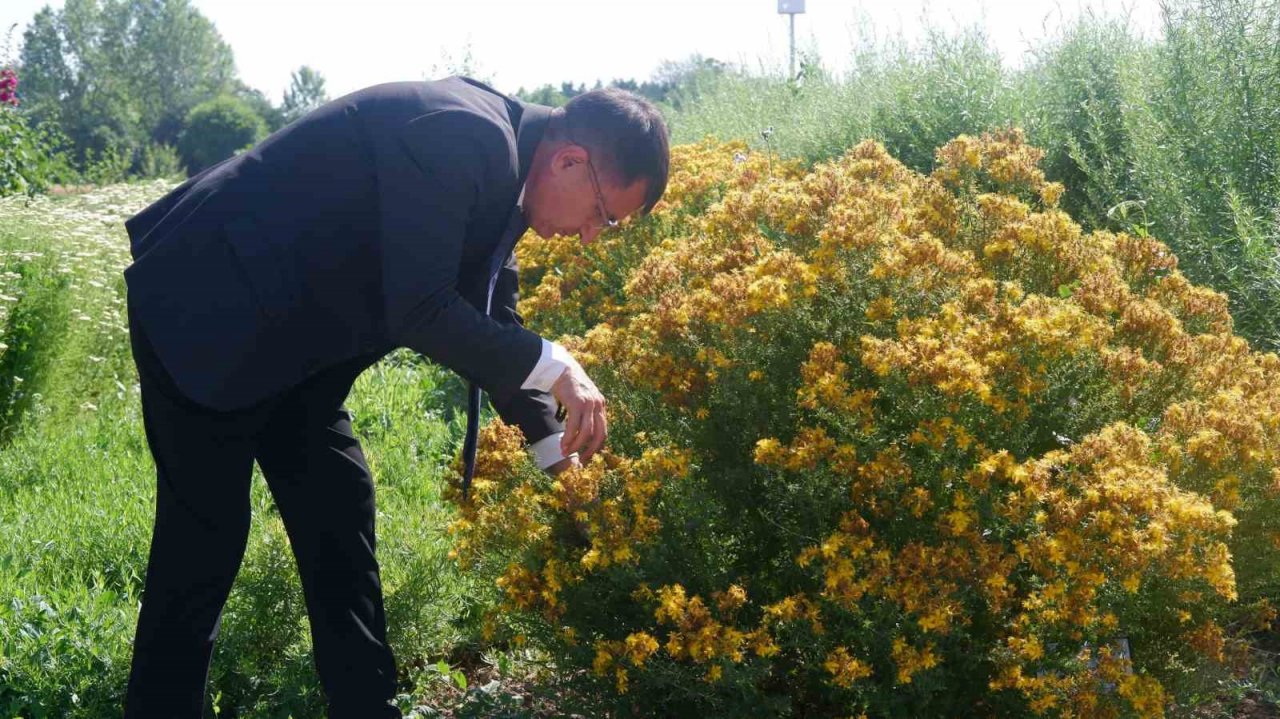 Kozmetik ve ilaç sanayiinin bitkileri Edirne’de yetiştiriliyor