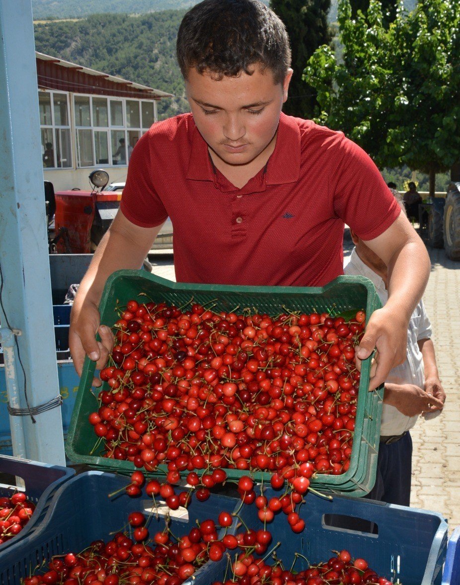 Selendi’de kiraz hasadı başladı