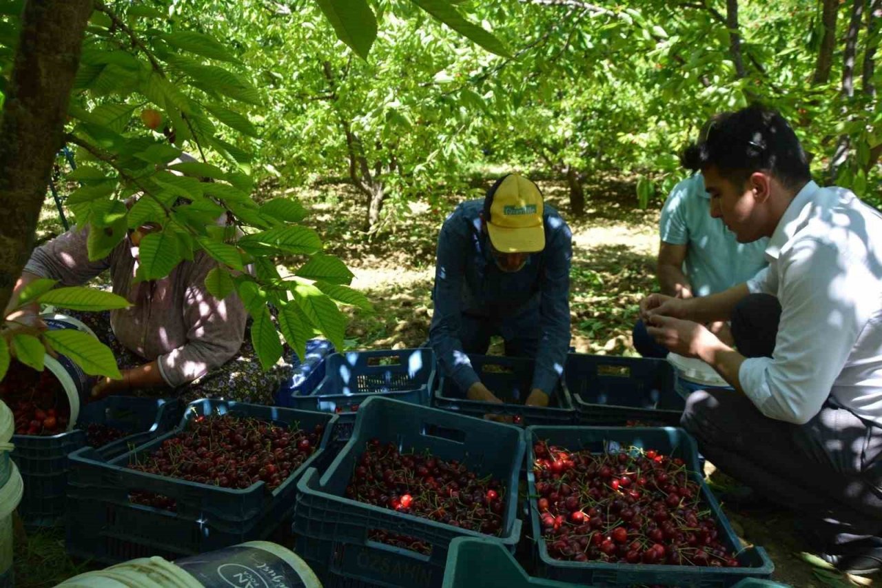 Selendi’de kiraz hasadı başladı