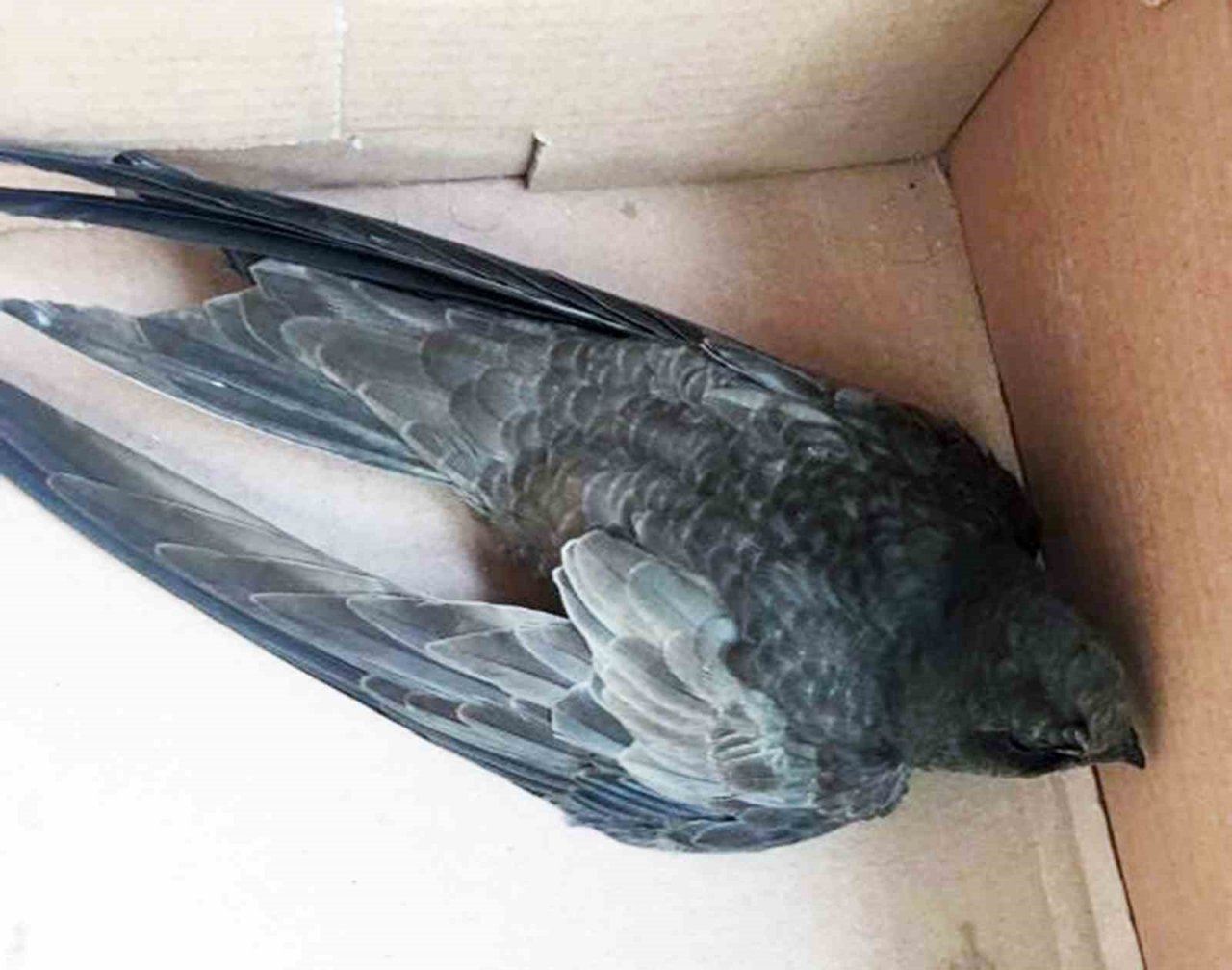 Yaralı Ebabil kuşu eve sığındı