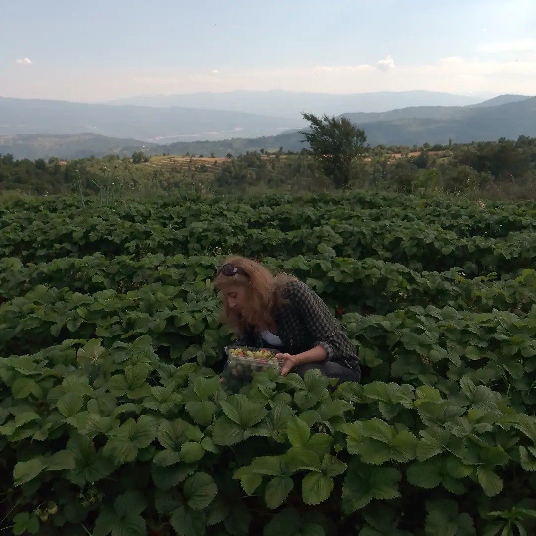 Aydın’da hasat öncesi çilek bahçeleri kontrol edildi