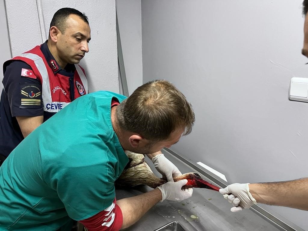 Olta yutmuş leylek doğaya salındı