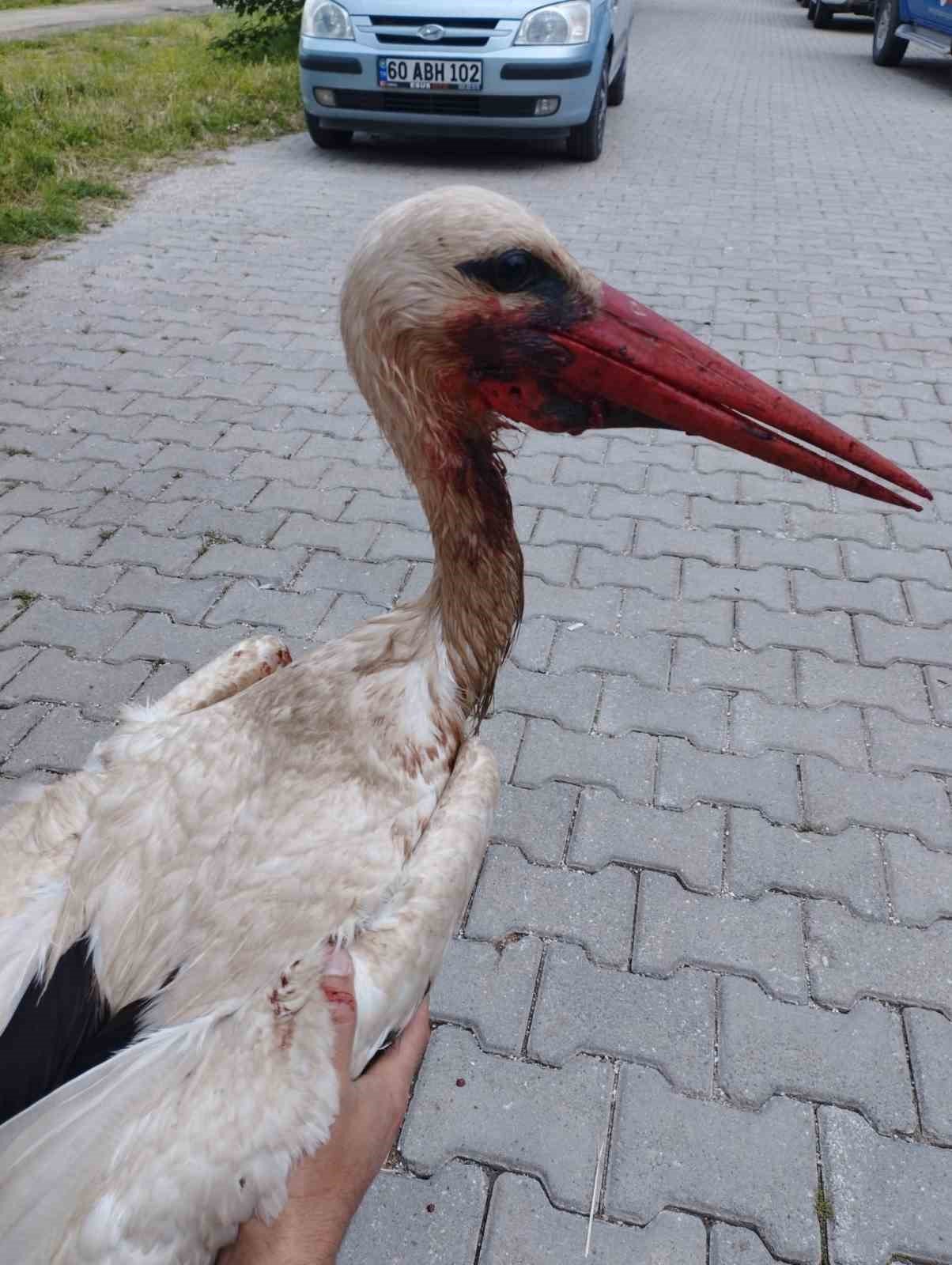 Olta yutmuş leylek doğaya salındı